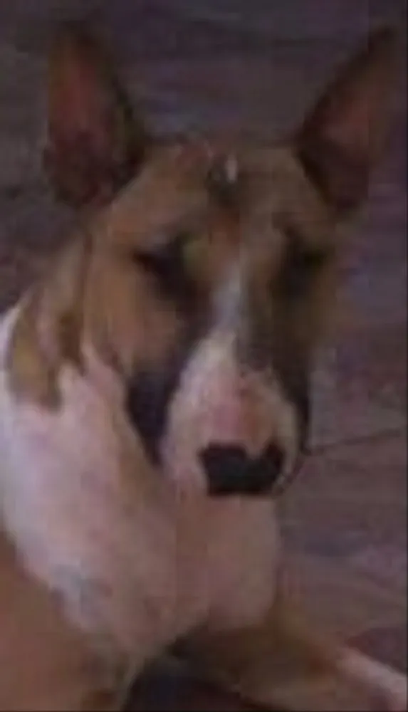 Cachorro ra a Bull terrier idade 2 anos nome Gaya