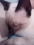 (Não tem)