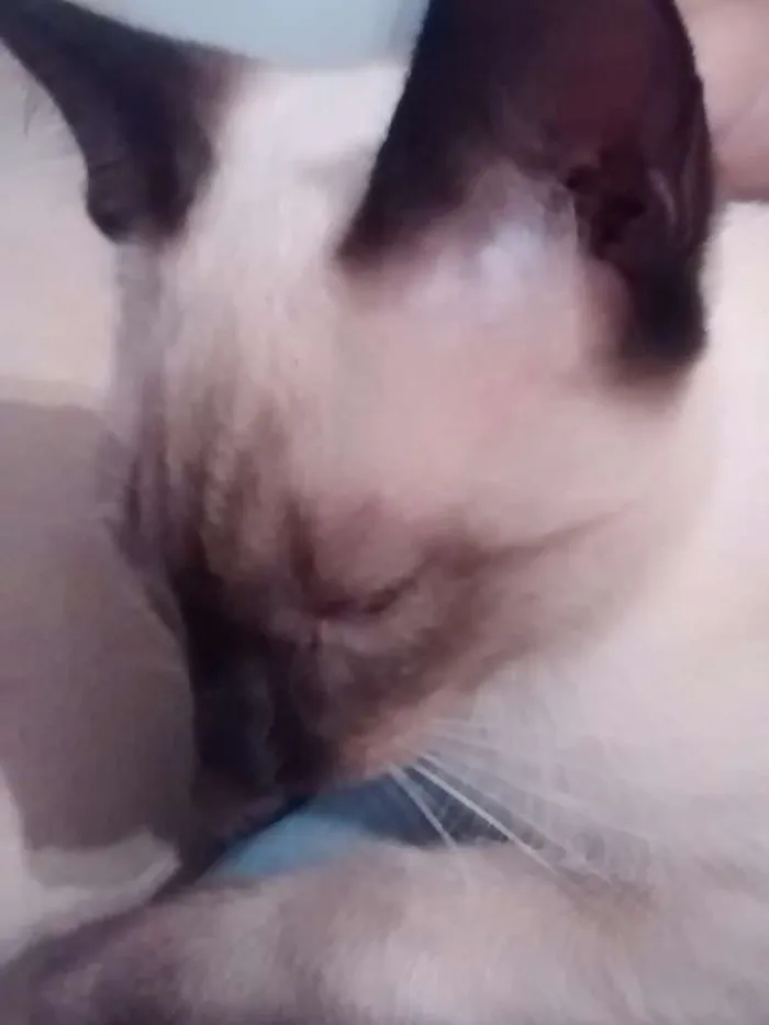 Gato ra a (Não sei)  idade 7 a 11 meses nome (Não tem)