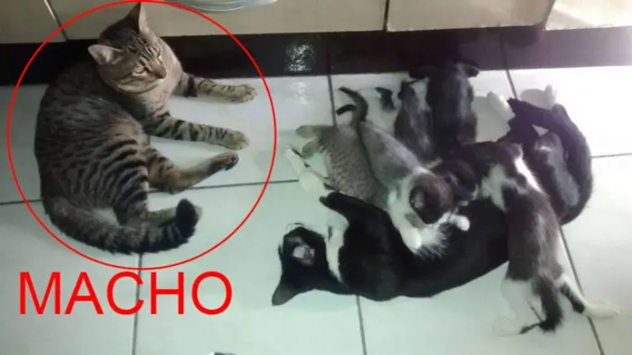 Gato ra a pé duro idade 2 a 6 meses nome Sem nome