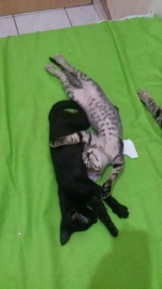 Gato ra a pé duro idade 2 a 6 meses nome Sem nome
