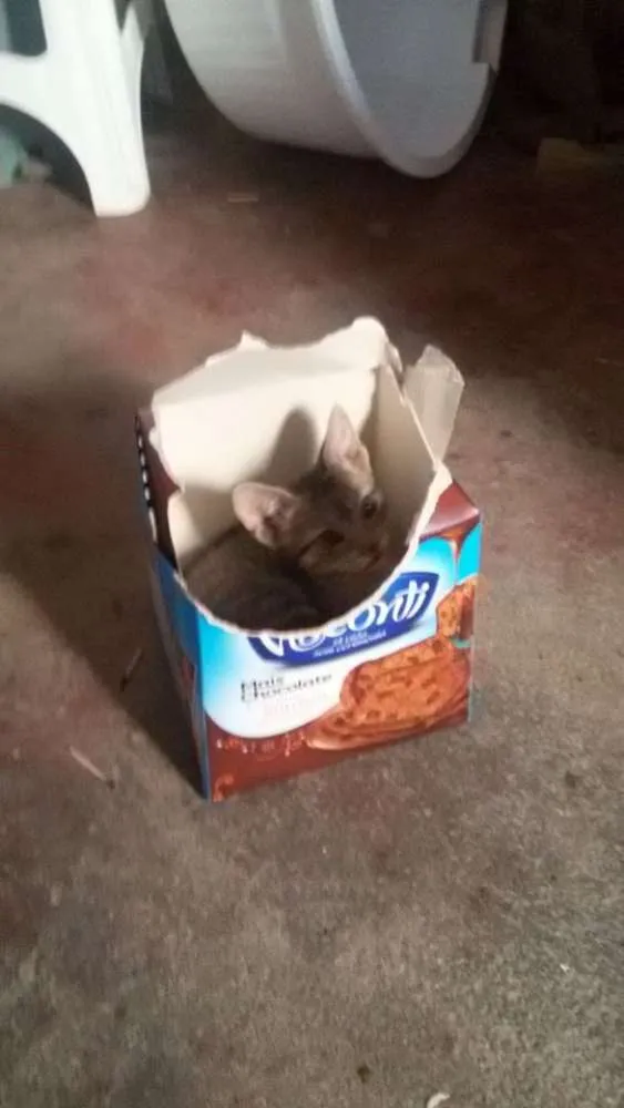 Gato ra a pé duro idade 2 a 6 meses nome Sem nome