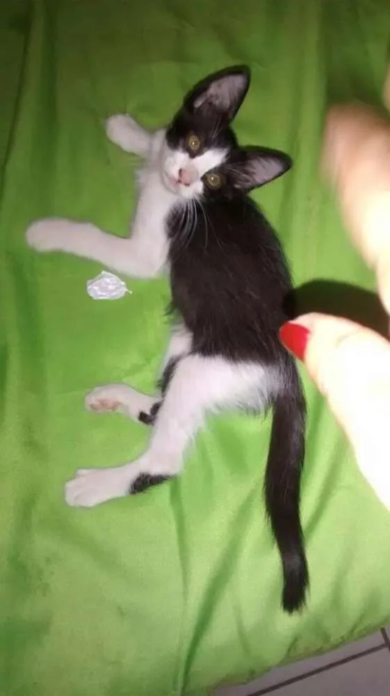 Gato ra a pé duro idade 2 a 6 meses nome Sem nome