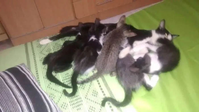 Gato ra a pé duro idade 2 a 6 meses nome Sem nome