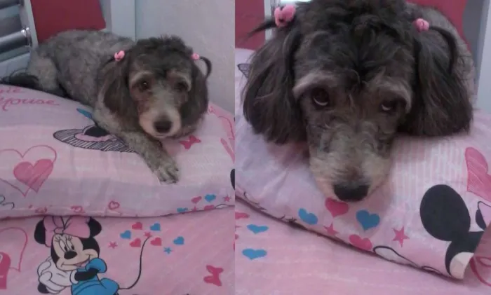 Cachorro ra a  idade 5 anos nome Melody