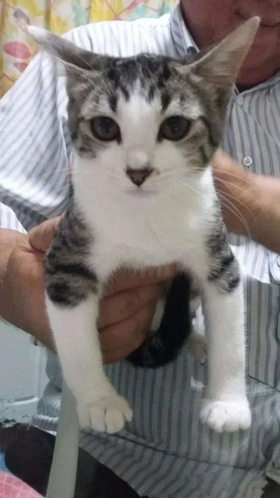 Gato ra a SRD idade 2 a 6 meses nome Fêmeas Castradas