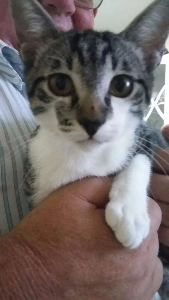 Gato ra a SRD idade 2 a 6 meses nome Fêmeas Castradas