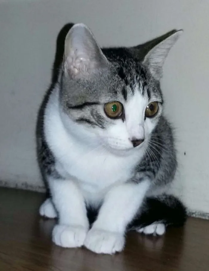 Gato ra a SRD idade 2 a 6 meses nome Fêmeas Castradas