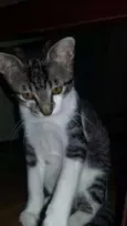 Fêmeas Castradas