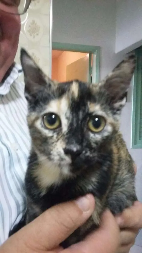 Gato ra a SRD idade 2 a 6 meses nome Fêmeas Castradas
