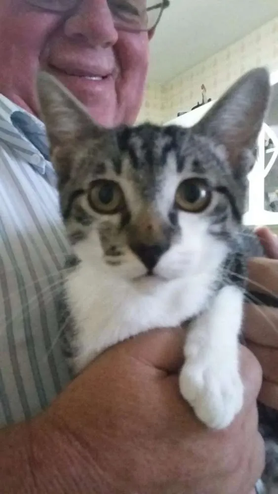 Gato ra a SRD idade 2 a 6 meses nome Fêmeas Castradas