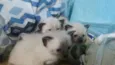 anakim,léia,fabinho