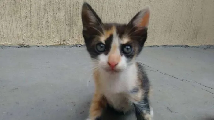 Gato raça sem definição idade Abaixo de 2 meses nome sem nome