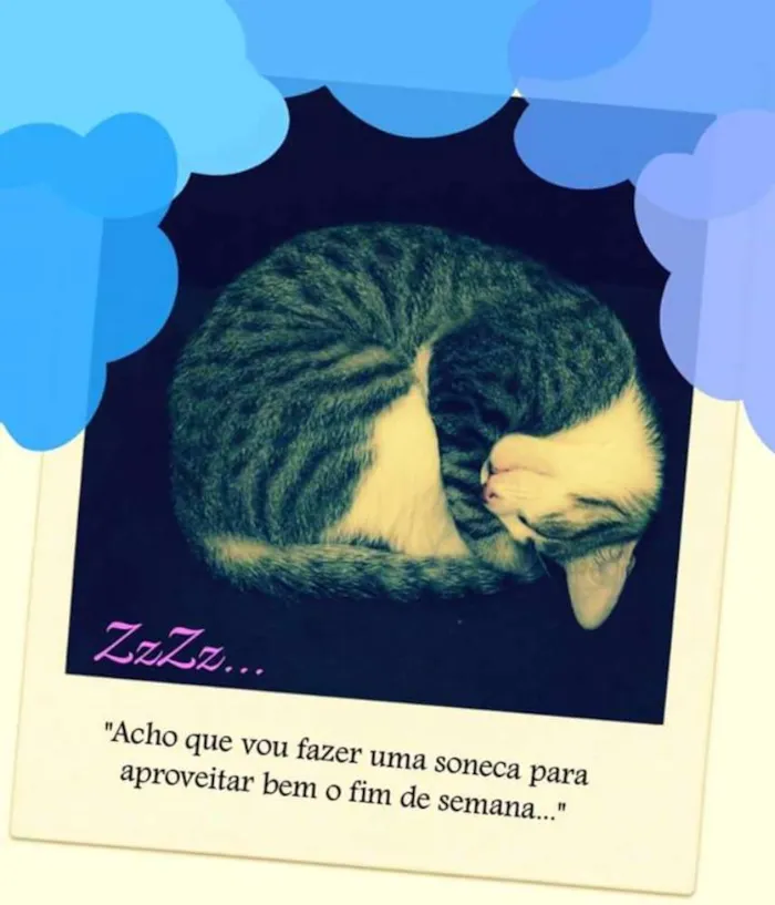 Gato raça Sem idade 2 a 6 meses nome Lourenço 