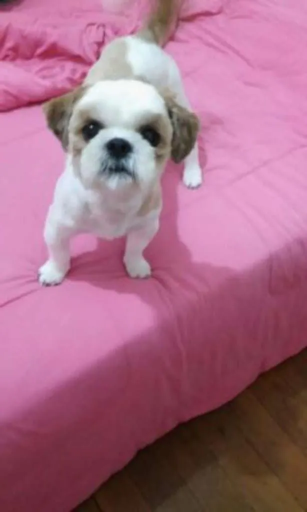 Cachorro ra a Shitzu idade 1 ano nome Duque