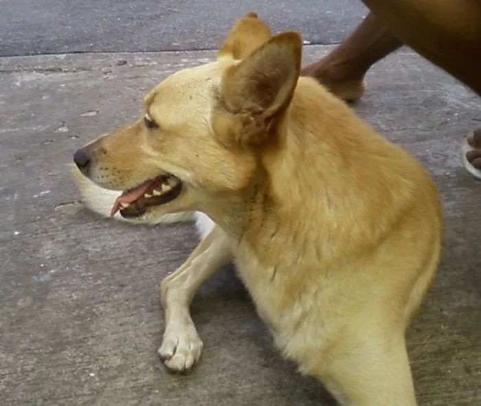 Cachorro raça SRD idade 2 anos nome Amigão