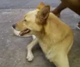 Amigão