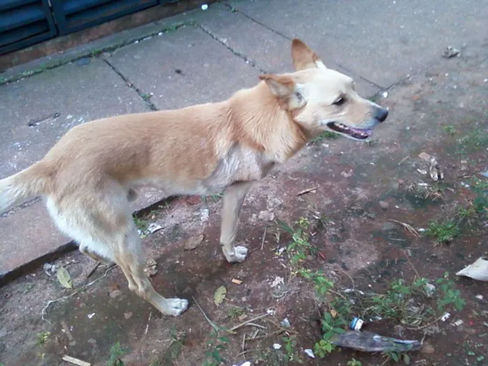 Cachorro raça SRD idade 2 anos nome Amigão