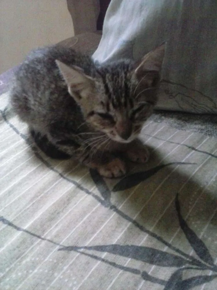Gato ra a viralata  idade 2 a 6 meses nome princesa 