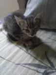 princesa