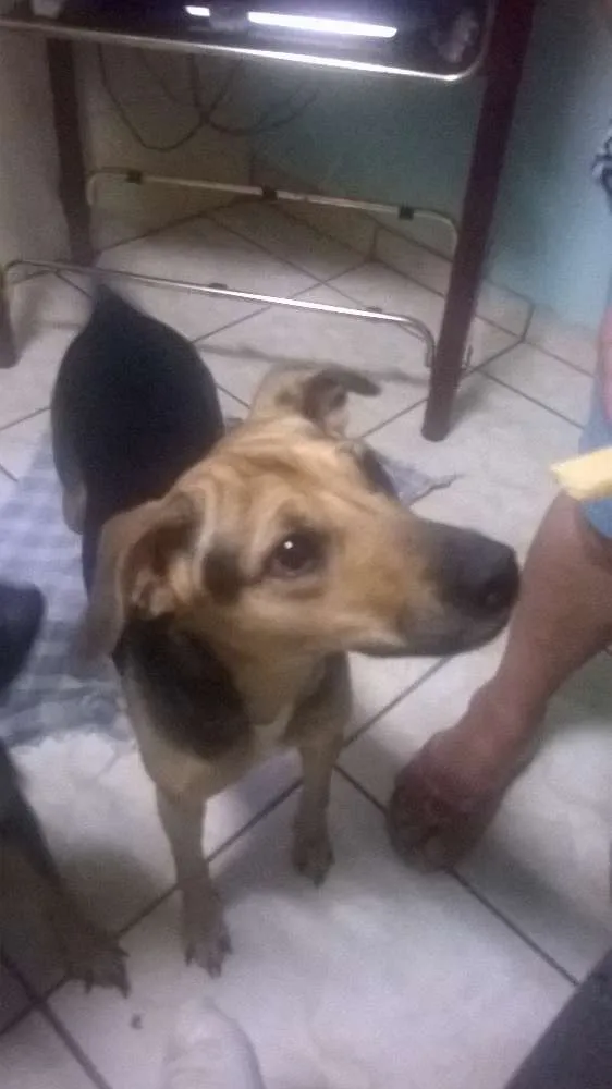 Cachorro raça vira lata idade 2 anos nome sofhia