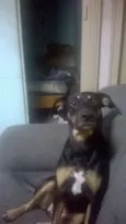 belinha