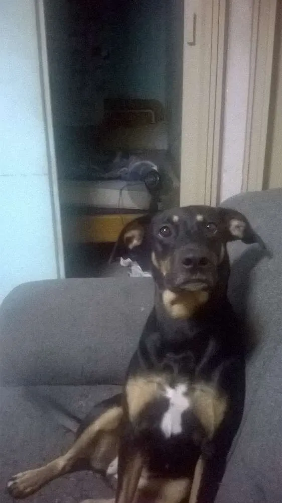 Cachorro raça vira lata idade 2 anos nome belinha