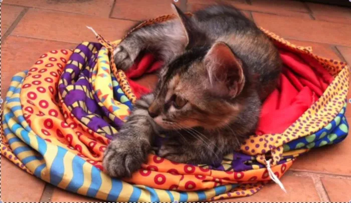 Gato raça Vira Lata idade 2 a 6 meses nome Frida e Neguinha