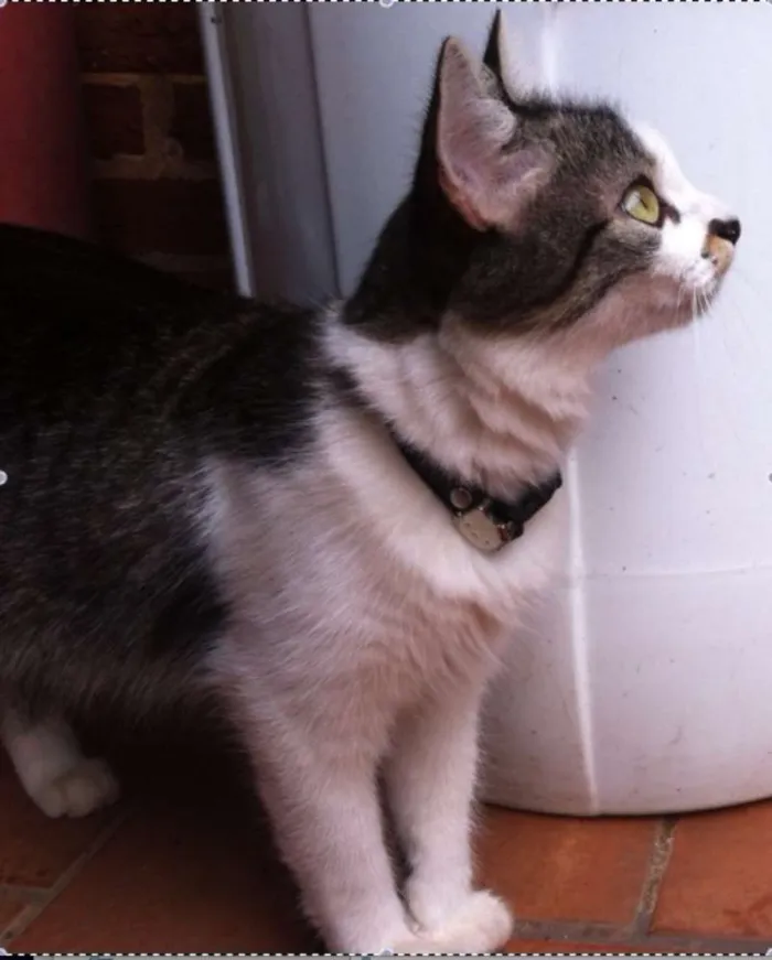 Gato raça Vira Lata idade 2 a 6 meses nome Frida e Neguinha