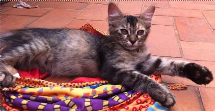 Gato raça Vira Lata idade 2 a 6 meses nome Frida e Neguinha
