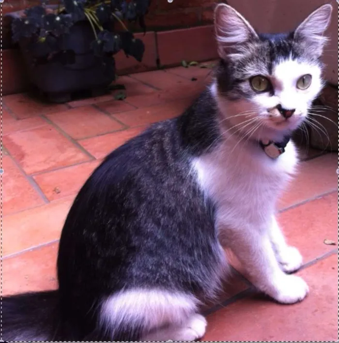 Gato raça Vira Lata idade 2 a 6 meses nome Frida e Neguinha