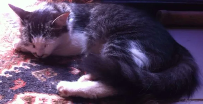 Gato raça Vira Lata idade 2 a 6 meses nome Frida e Neguinha
