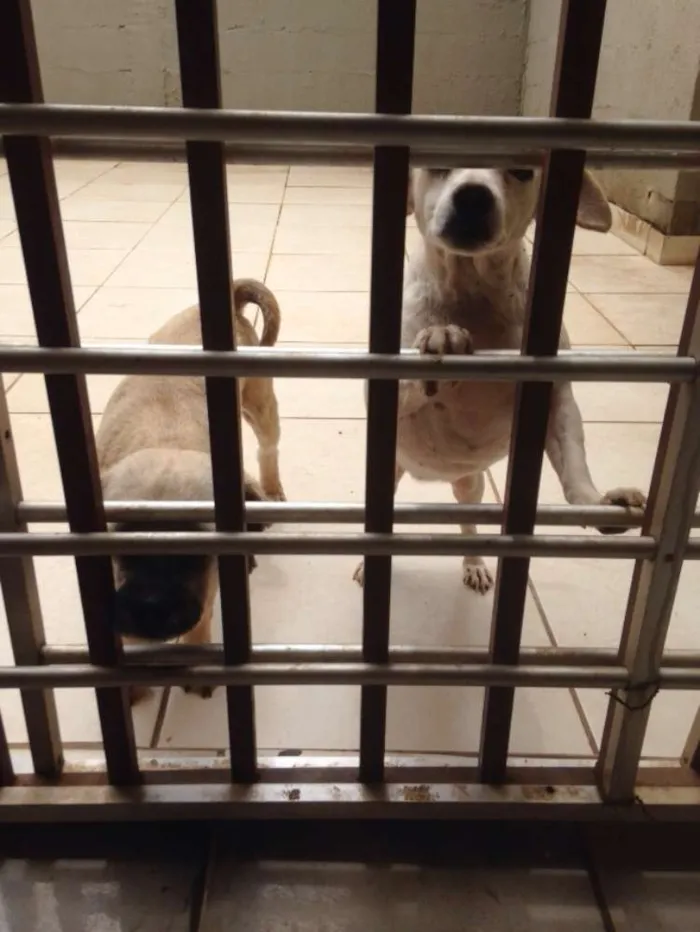 Cachorro ra a vira lata  idade 3 anos nome bola e xupita
