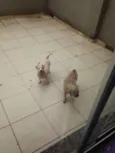 bola e xupita