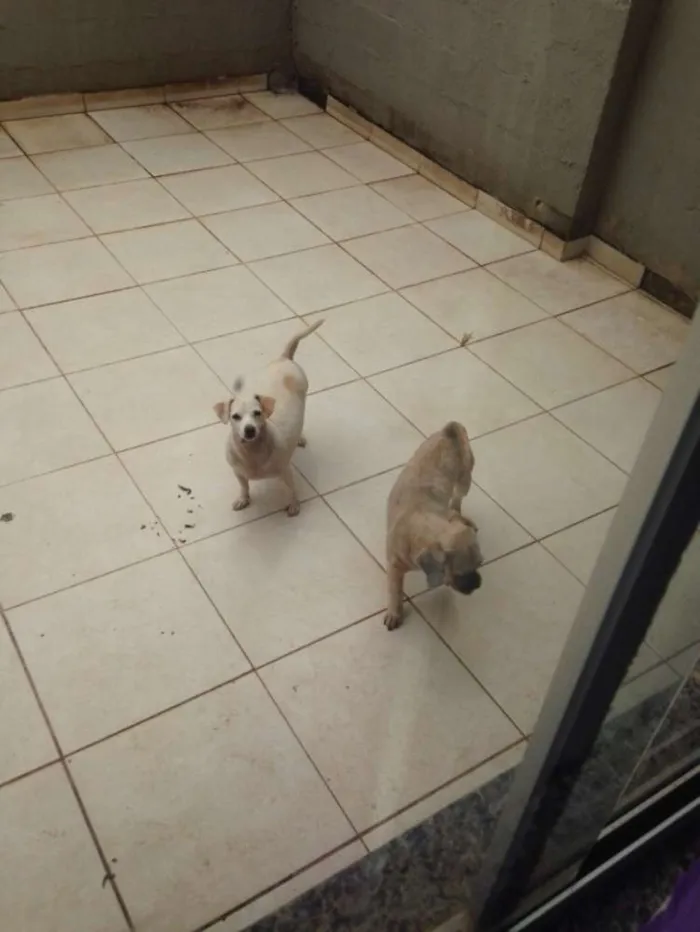 Cachorro ra a vira lata  idade 3 anos nome bola e xupita