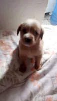 bebe mel