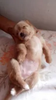 bebe mel