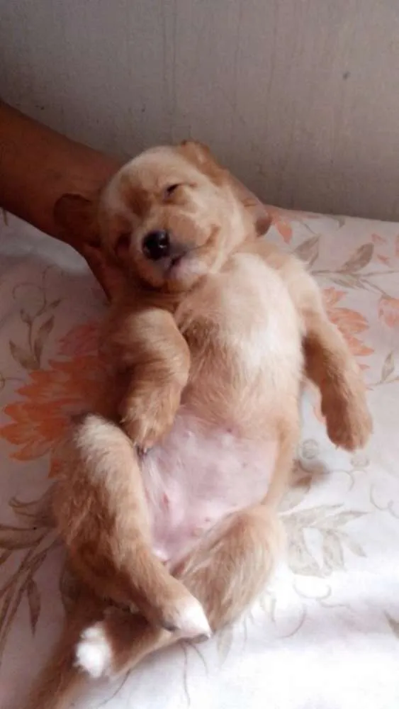 Cachorro ra a mix de salsicha idade Abaixo de 2 meses nome bebe mel