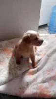 bebe mel