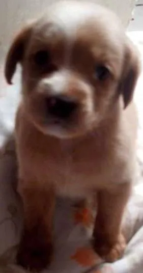 Cachorro raça mix de salsicha idade Abaixo de 2 meses nome bebe mel