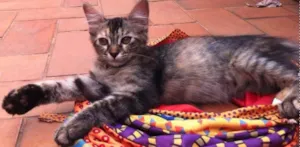 Gato raça Vira Lata idade 2 a 6 meses nome Frida e Neguinha