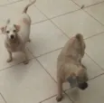 bola e xupita