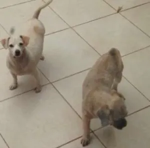 Cachorro raça vira lata  idade 3 anos nome bola e xupita