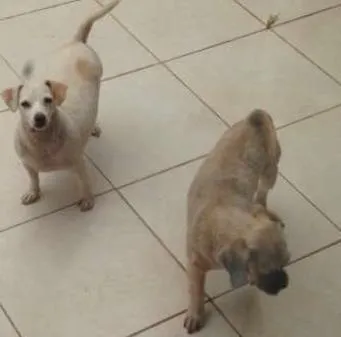 Cachorro ra a vira lata  idade 3 anos nome bola e xupita