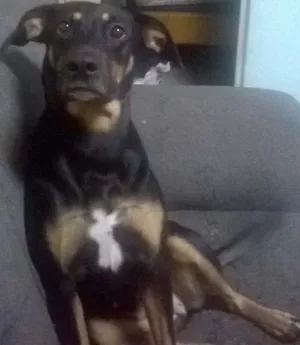 Cachorro raça vira lata idade 2 anos nome belinha