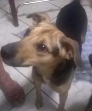 Cachorro raça vira lata idade 2 anos nome sofhia