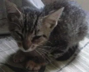 Gato raça viralata  idade 2 a 6 meses nome princesa 