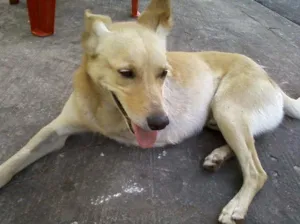 Cachorro raça SRD idade 2 anos nome Amigão