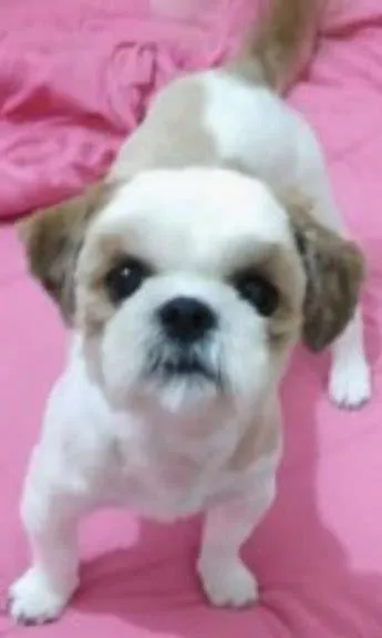 Cachorro ra a Shitzu idade 1 ano nome Duque