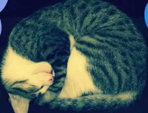 Gato raça Sem idade 2 a 6 meses nome Lourenço 